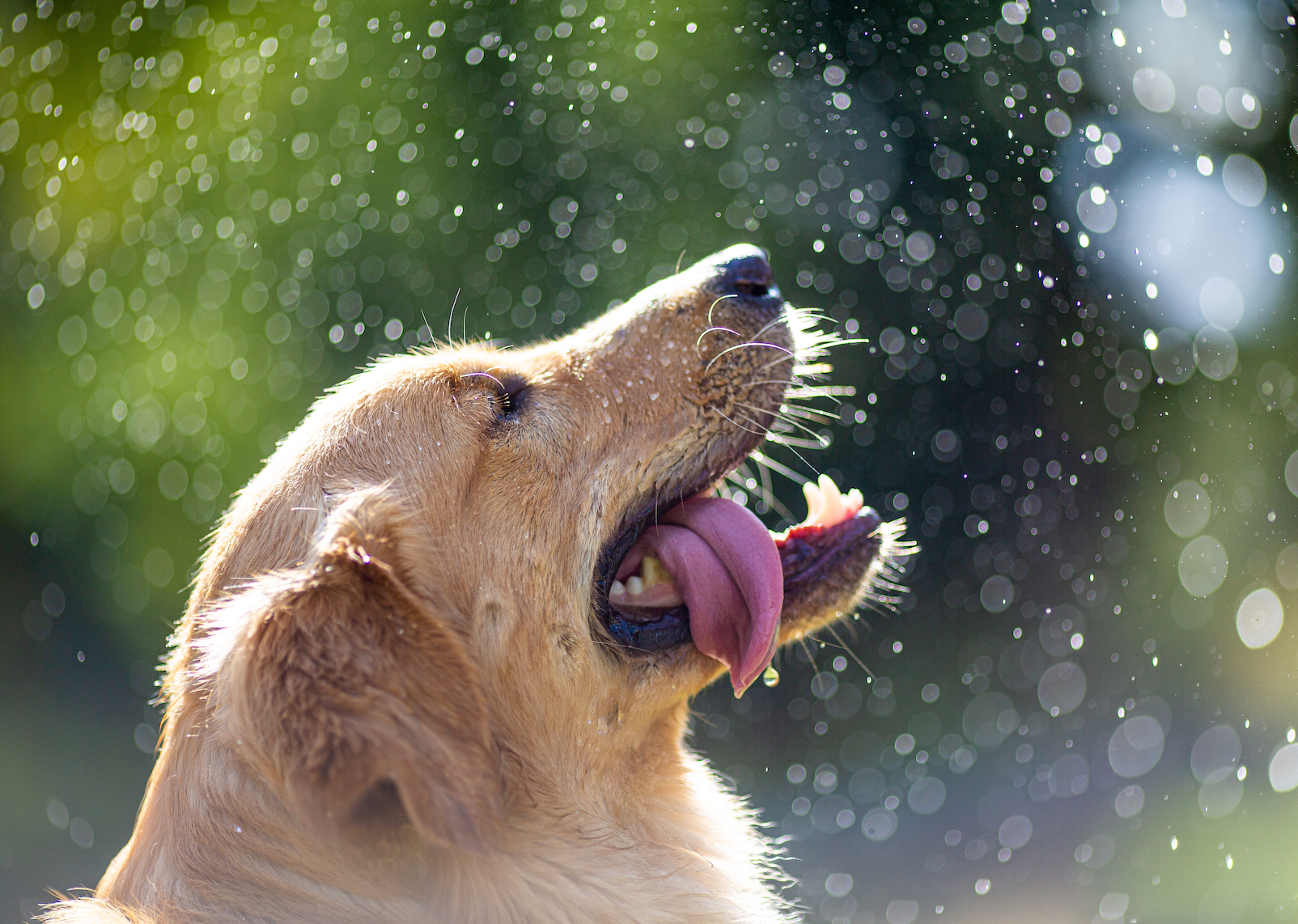 Keeping Your Dog Cool This Summer