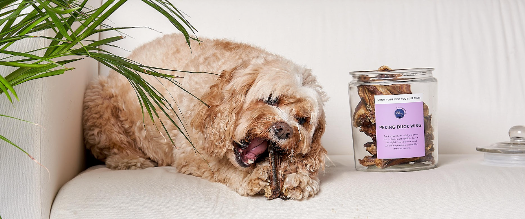 The Power of Protein: How Single-Ingredient Treats Benefit Dogs