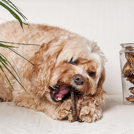 The Power of Protein: How Single-Ingredient Treats Benefit Dogs