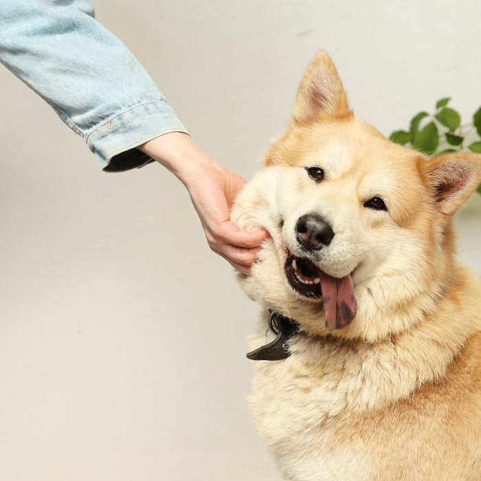 The Do's and Don'ts of Dog Training: The Role of Healthy and Natural Dog Treats