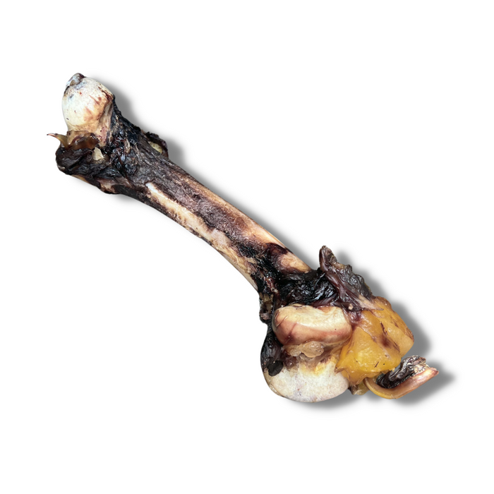Emu Shank Bone